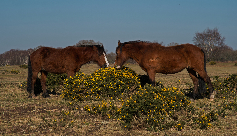 Spring Ponies Eating Gorse,  West Wellow Common